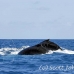 whale_humpback_h_00066_dom2089.jpg